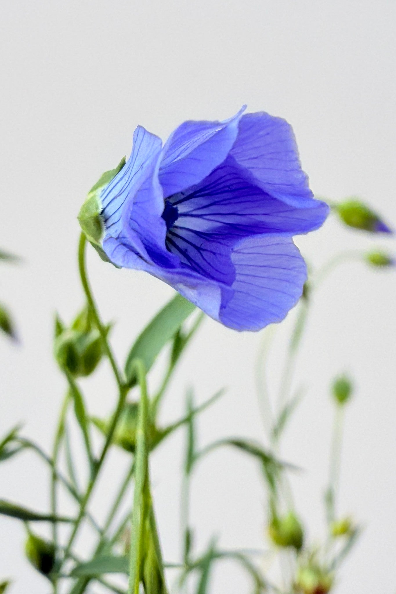 Hør 'Blå Spindhør' - frø - 1-årige sommerblomster - til din skærehave her vist på billede 8 fra Frk. Grønt