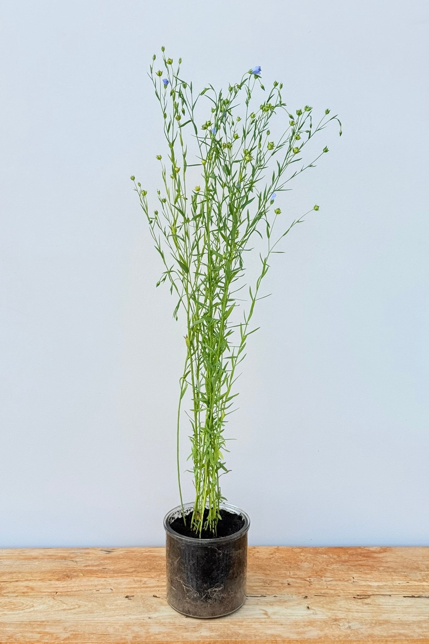 Hør 'Blå Spindhør' - frø - 1-årige sommerblomster - til din skærehave her vist på billede 9 fra Frk. Grønt