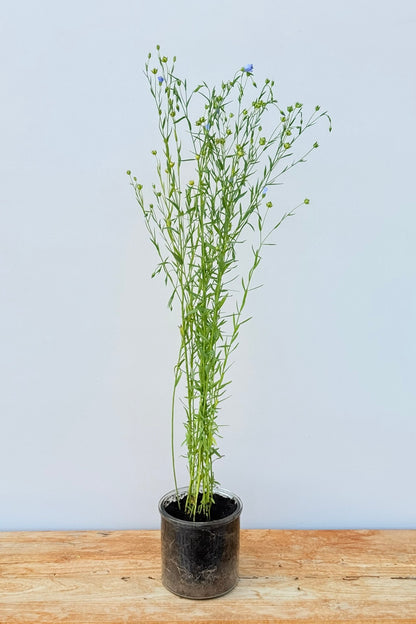 Hør 'Blå Spindhør' - frø - 1-årige sommerblomster - til din skærehave her vist på billede 9 fra Frk. Grønt