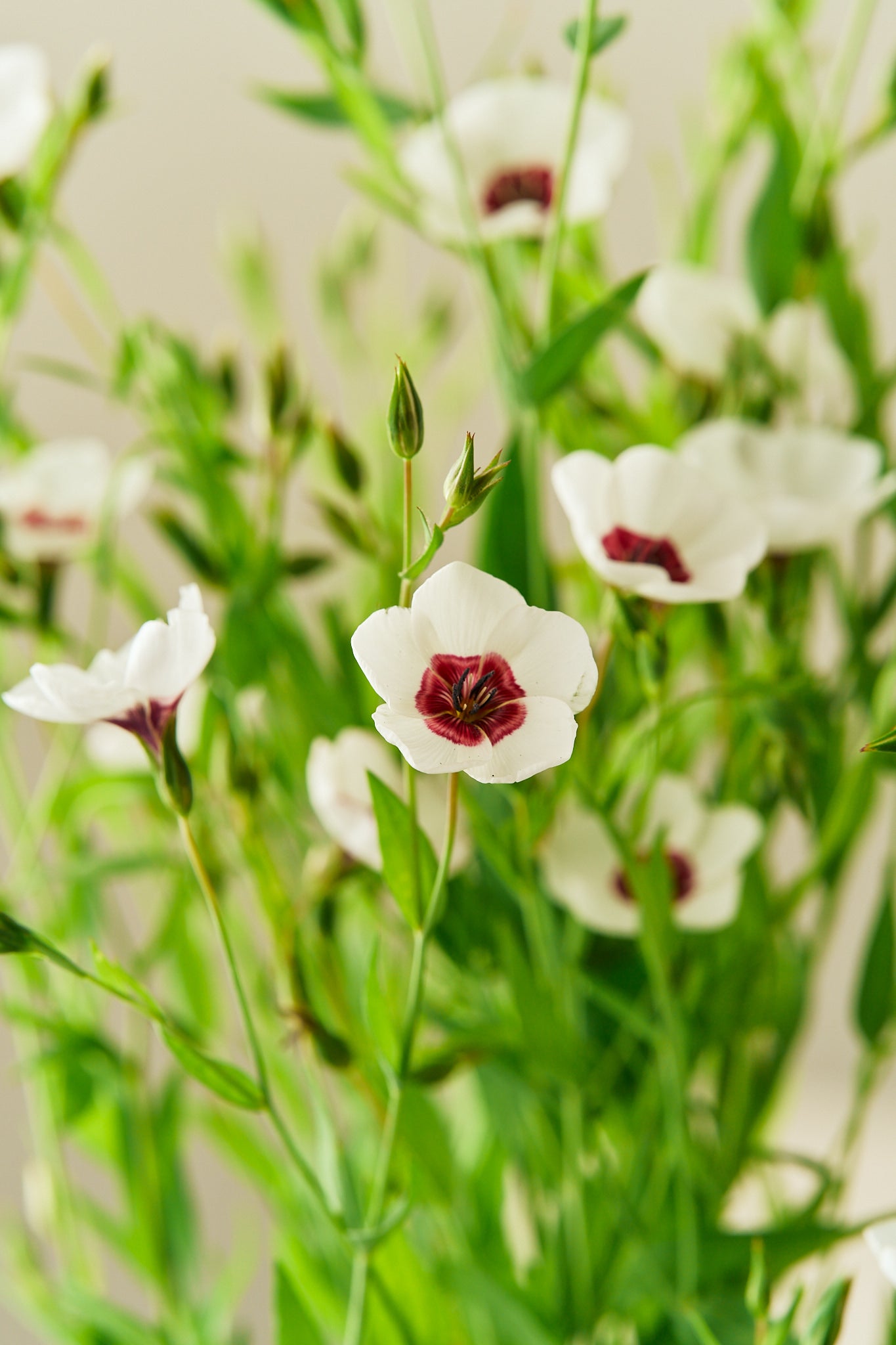 Hør 'Bright Eyes' - frø - 1-årige sommerblomster - til din skærehave her vist på billede 1 fra Frk. Grønt