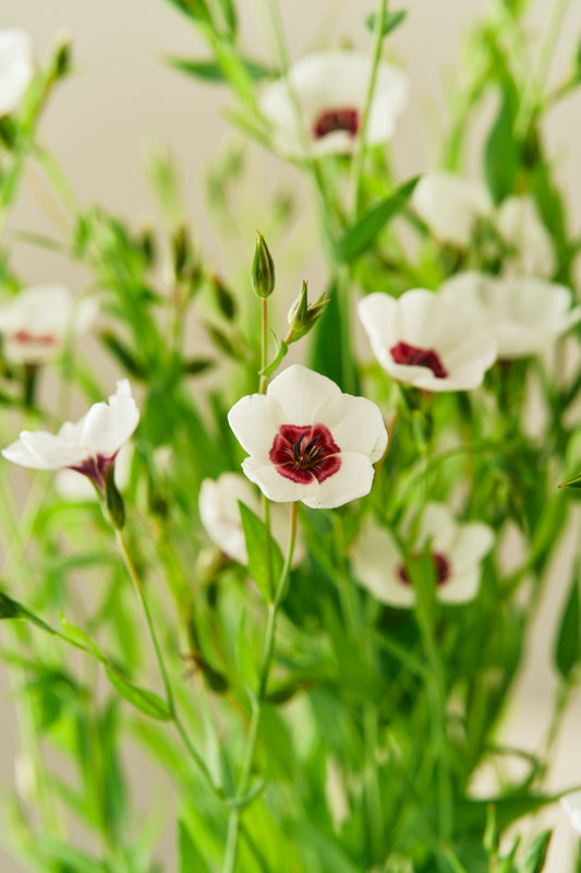 Hør 'Bright Eyes' - frø - 1-årige sommerblomster - til din skærehave her vist på billede 1 fra Frk. Grønt