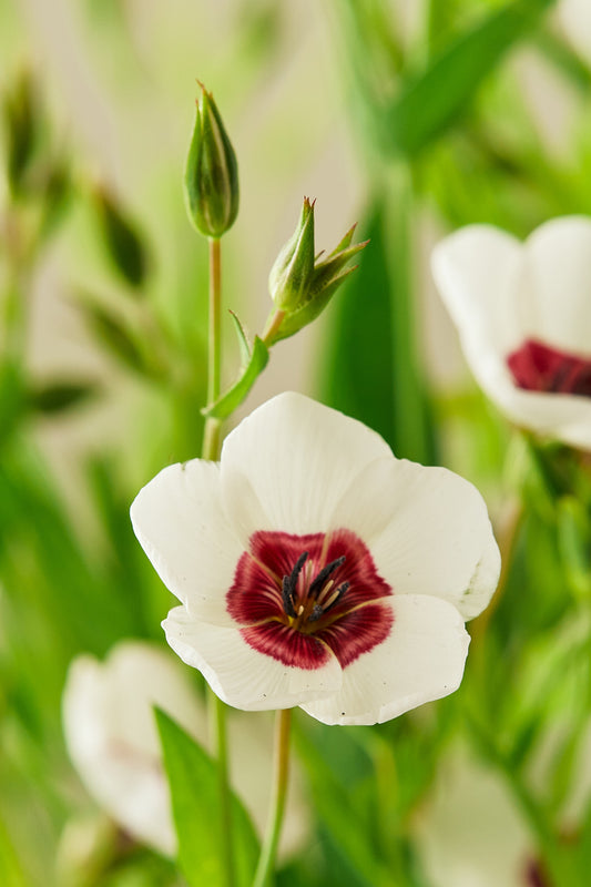 Hør 'Bright Eyes' - frø - 1-årige sommerblomster - til din skærehave her vist på billede 2 fra Frk. Grønt