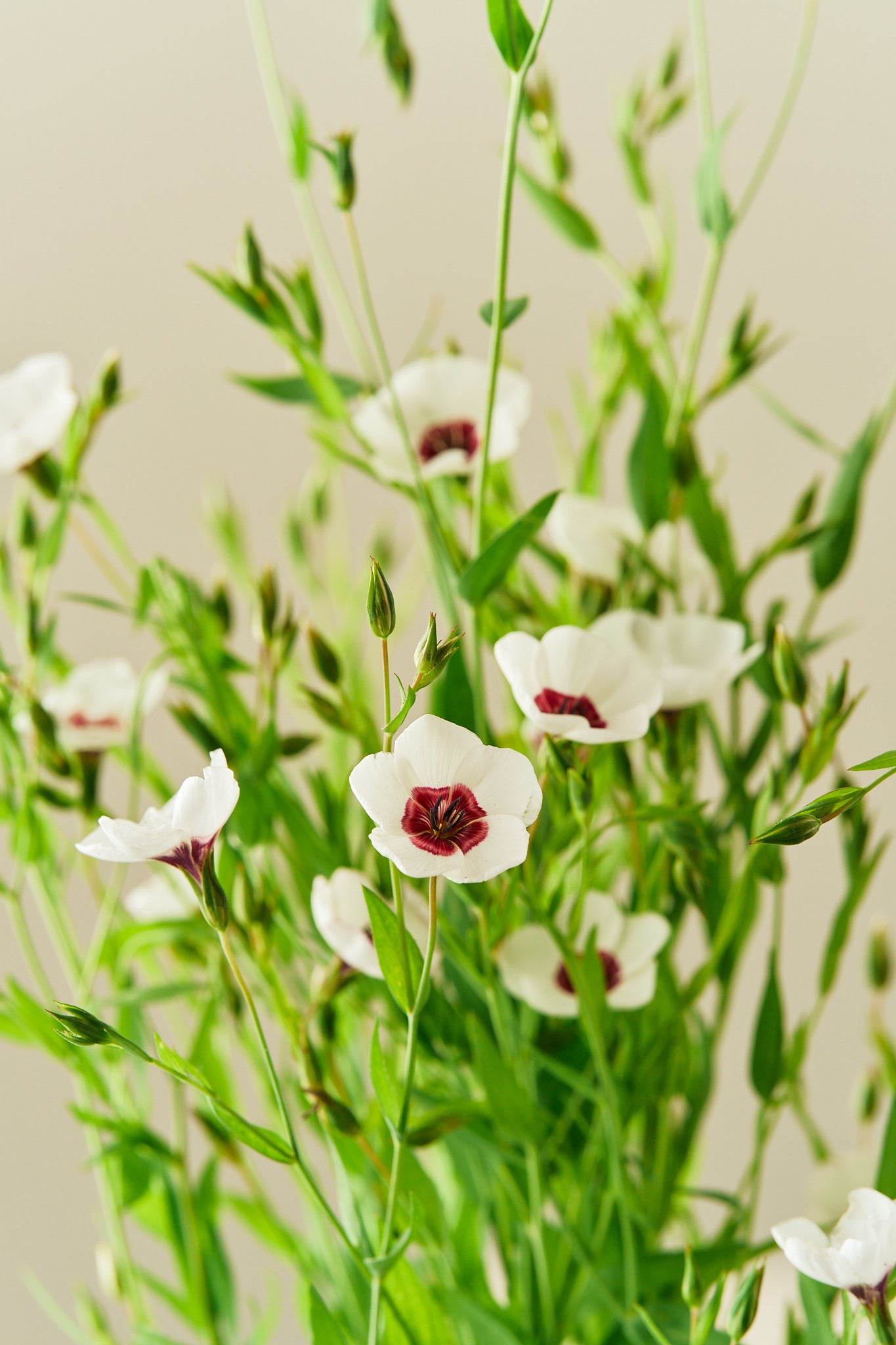 Hør 'Bright Eyes' - frø - 1-årige sommerblomster - til din skærehave her vist på billede 4 fra Frk. Grønt