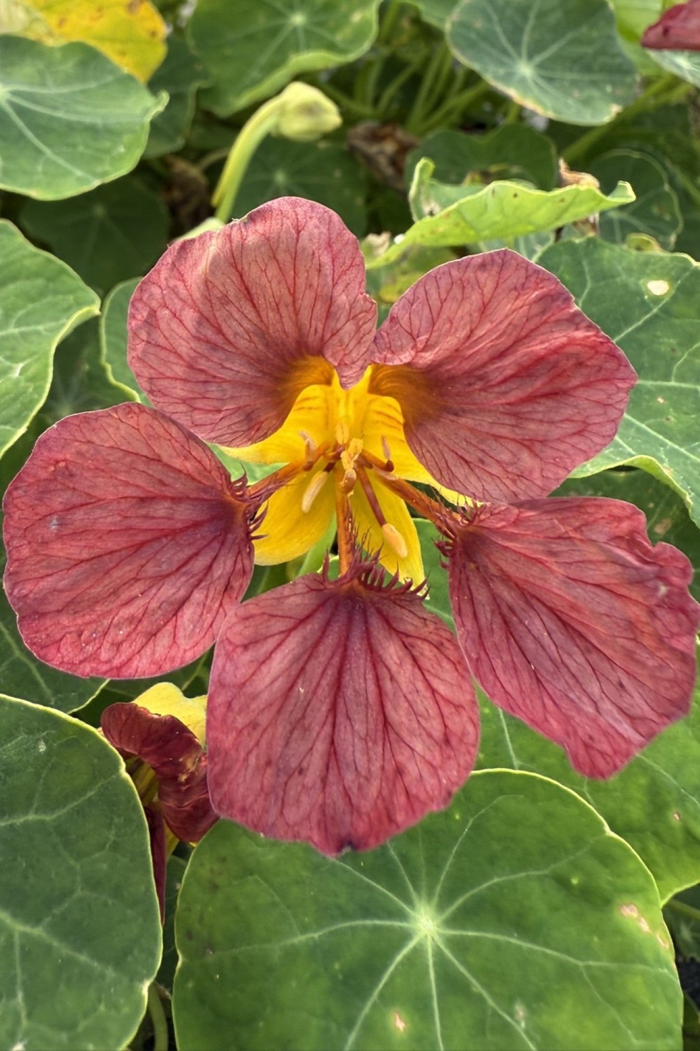 Blomsterkarse ‘Purple Emperor’