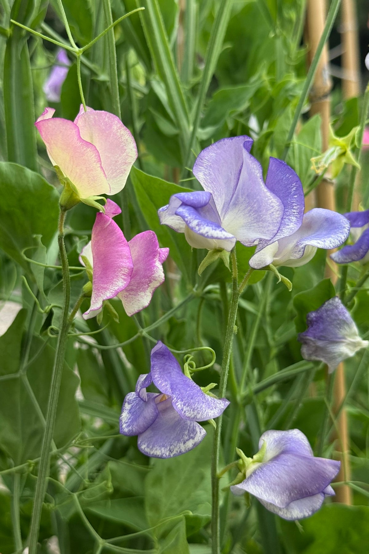 Ærteblomst 'Ripple Mixed' - frø