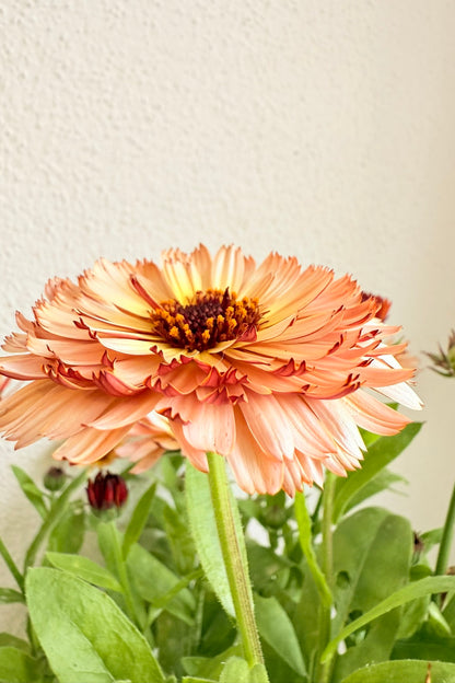 Morgenfrue ‘Pygmy Buff’