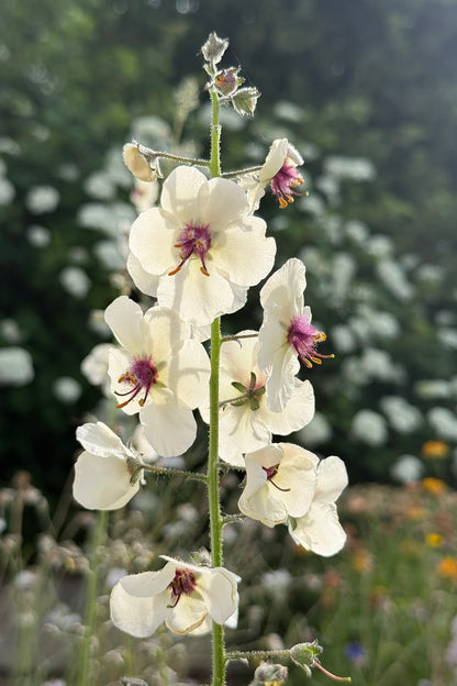Kongelys 'White Blush' - frø