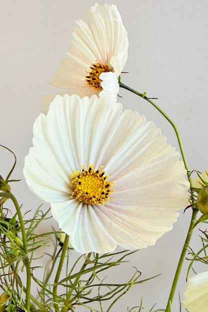 Stolt kavaler 'Cupcakes Blush'