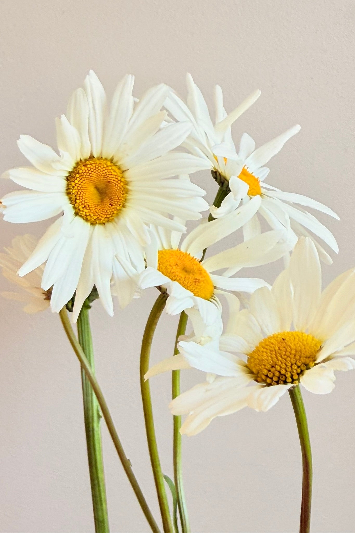 Kæmpe marguerit ‘May Queen’