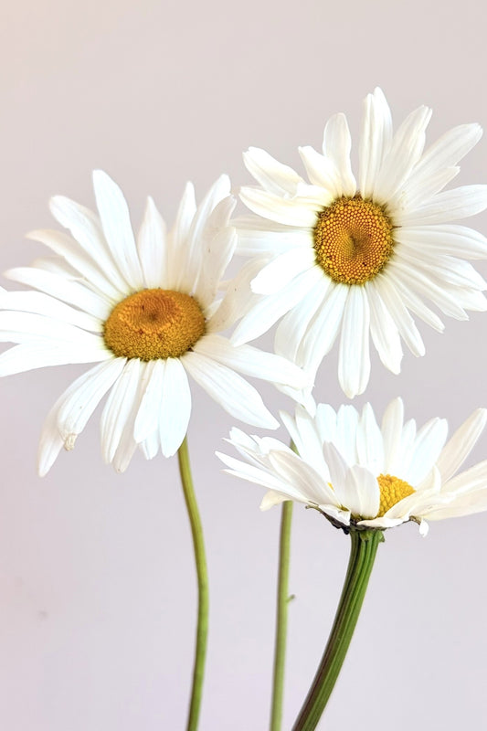 Kæmpe marguerit ‘May Queen’