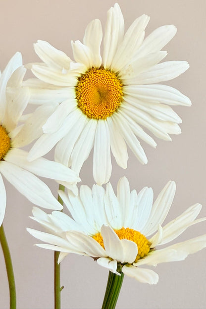 Kæmpe marguerit ‘May Queen’