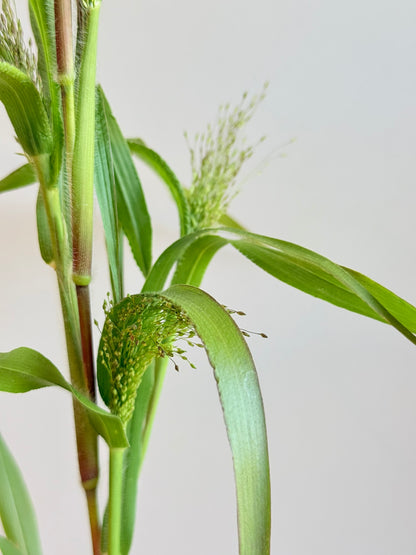 Hirsegræs ‘Fireworks’