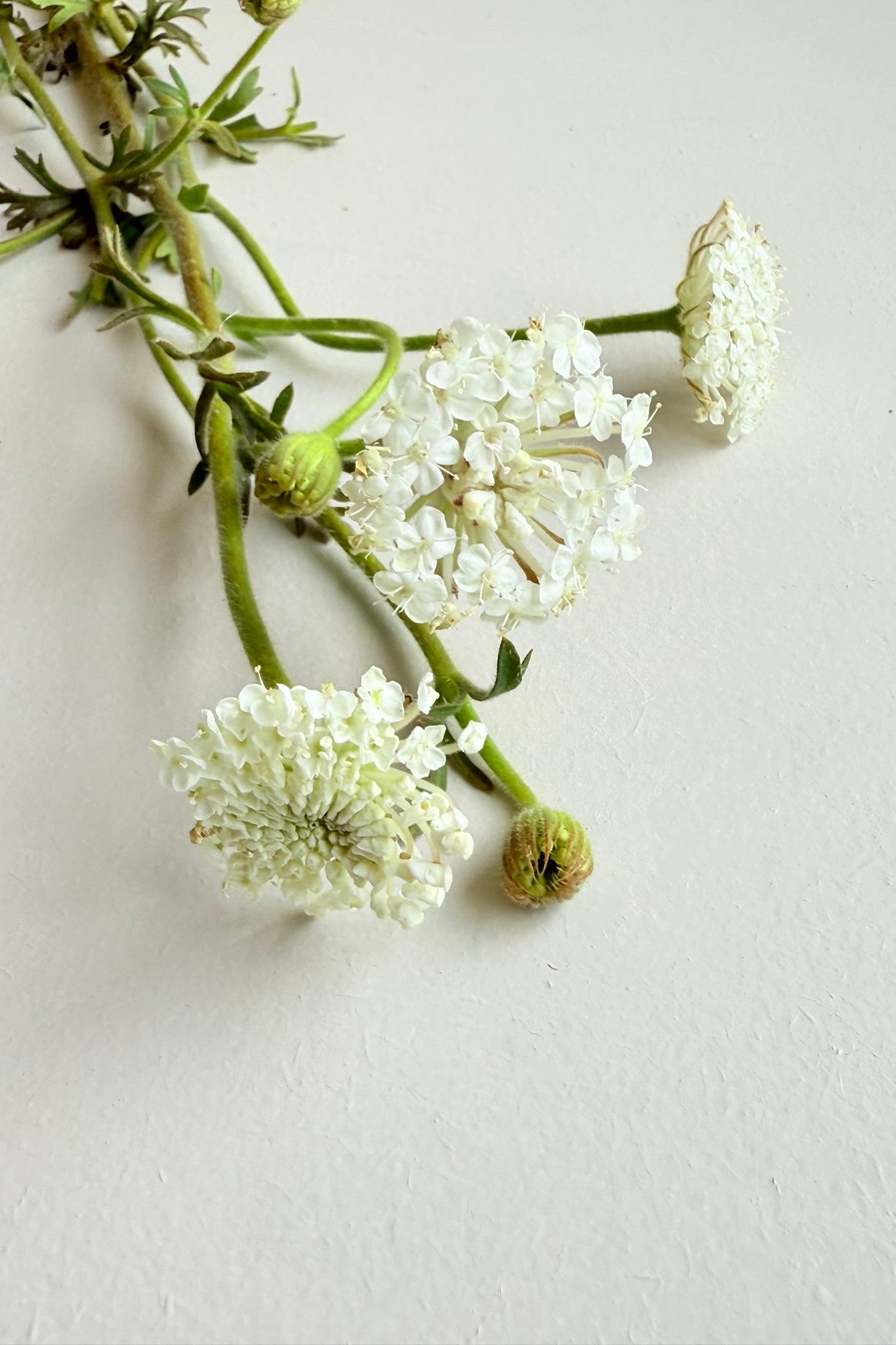 Kniplingsblomst 'Lace White'