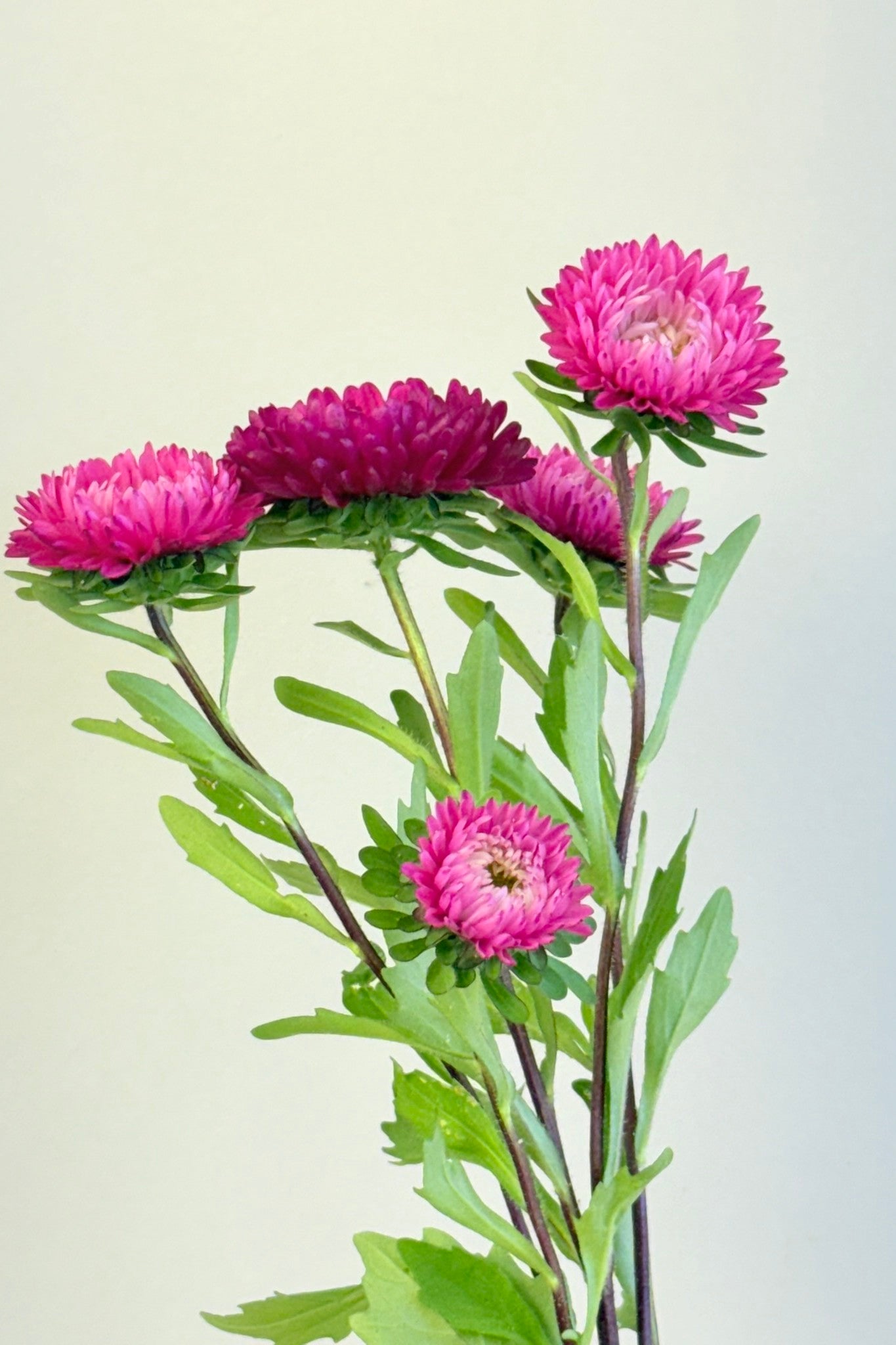 Sommerasters ‘Matsumoto Rose’