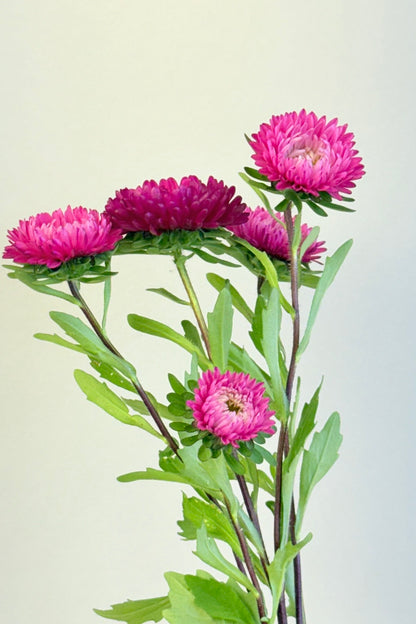 Sommerasters ‘Matsumoto Rose’