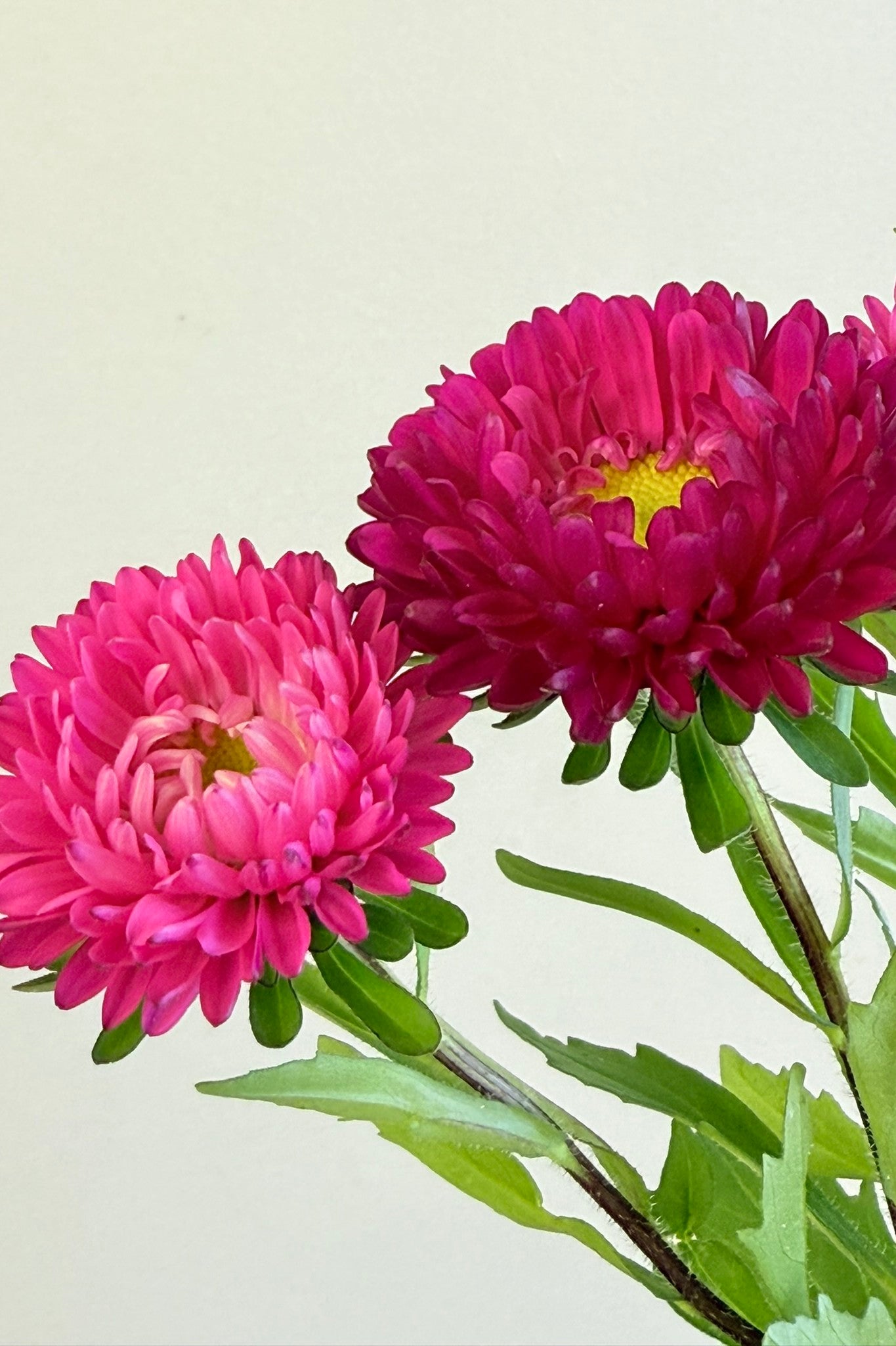 Sommerasters ‘Matsumoto Rose’