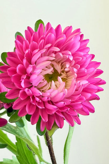 Sommerasters ‘Matsumoto Rose’