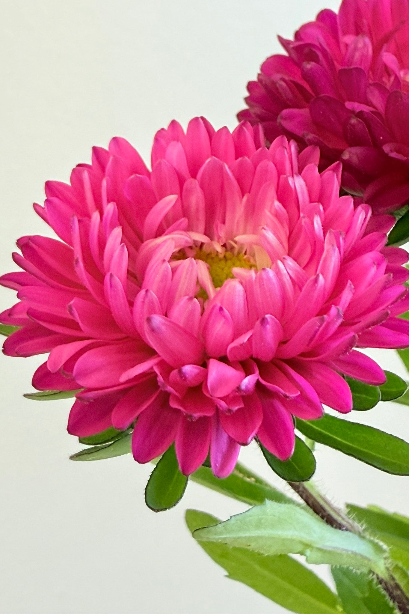 Sommerasters ‘Matsumoto Rose’