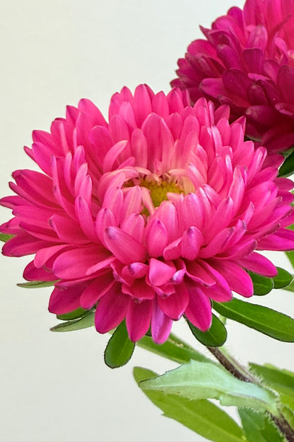 Sommerasters ‘Matsumoto Rose’