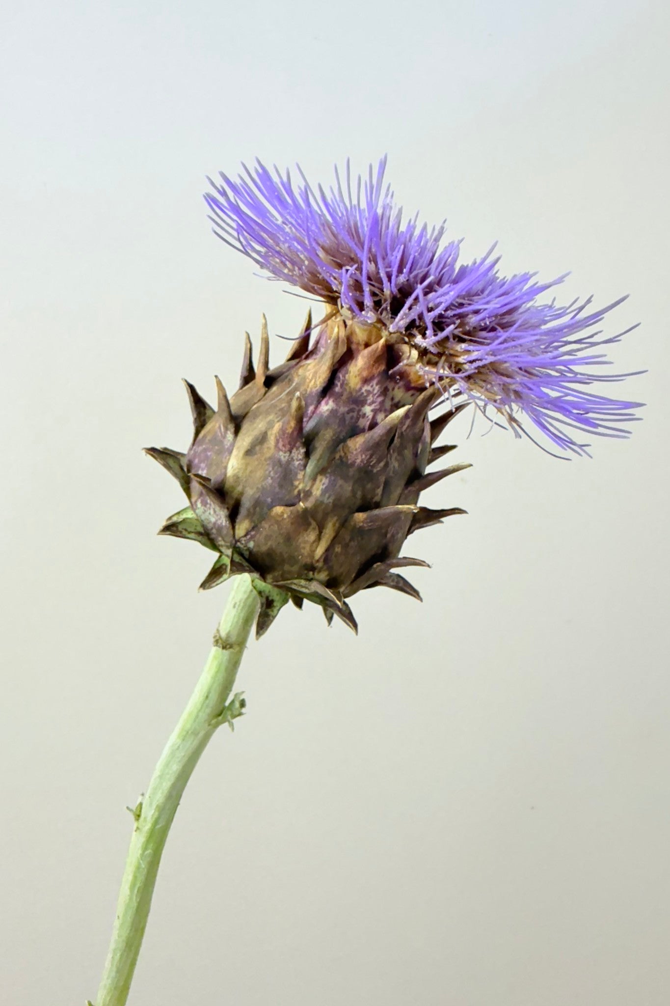 Artiskok ‘Porto Spineless’