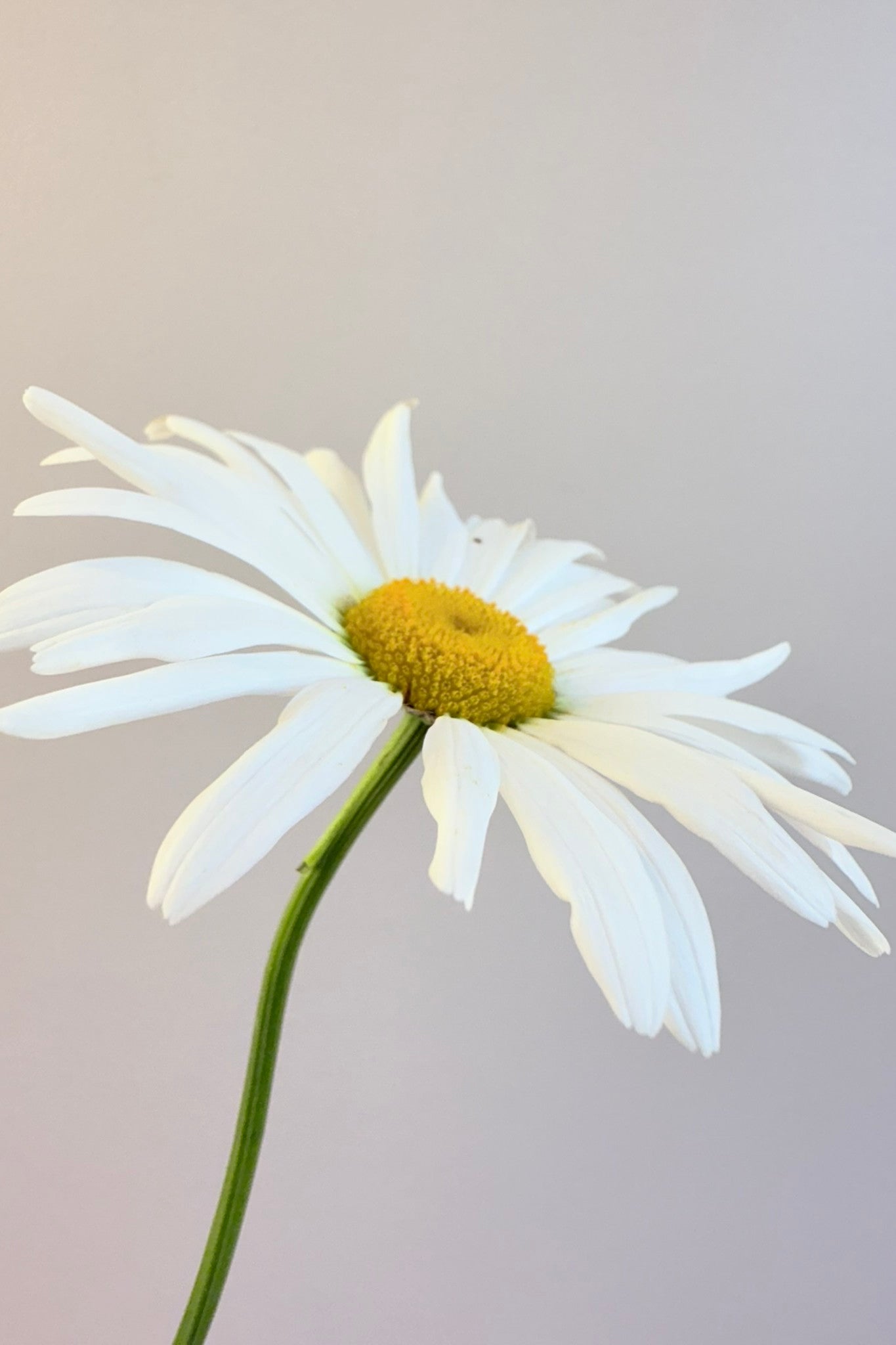 Kæmpe marguerit ‘May Queen’