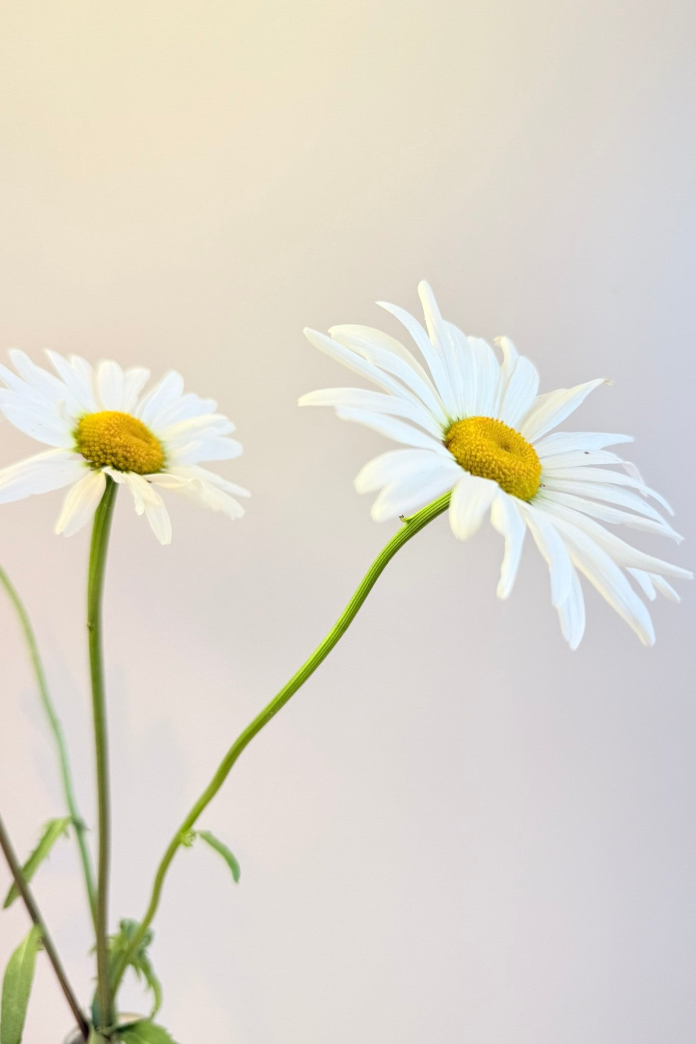 Kæmpe marguerit ‘May Queen’