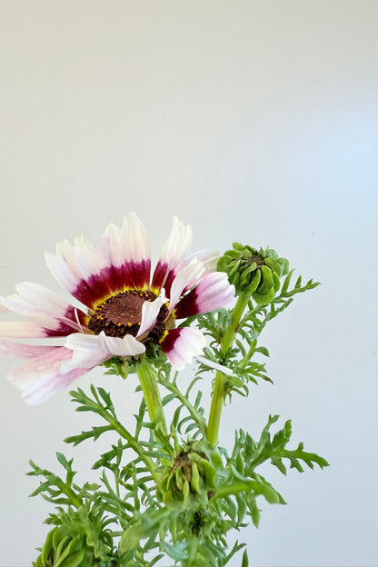 Okseøje ‘Cockade’