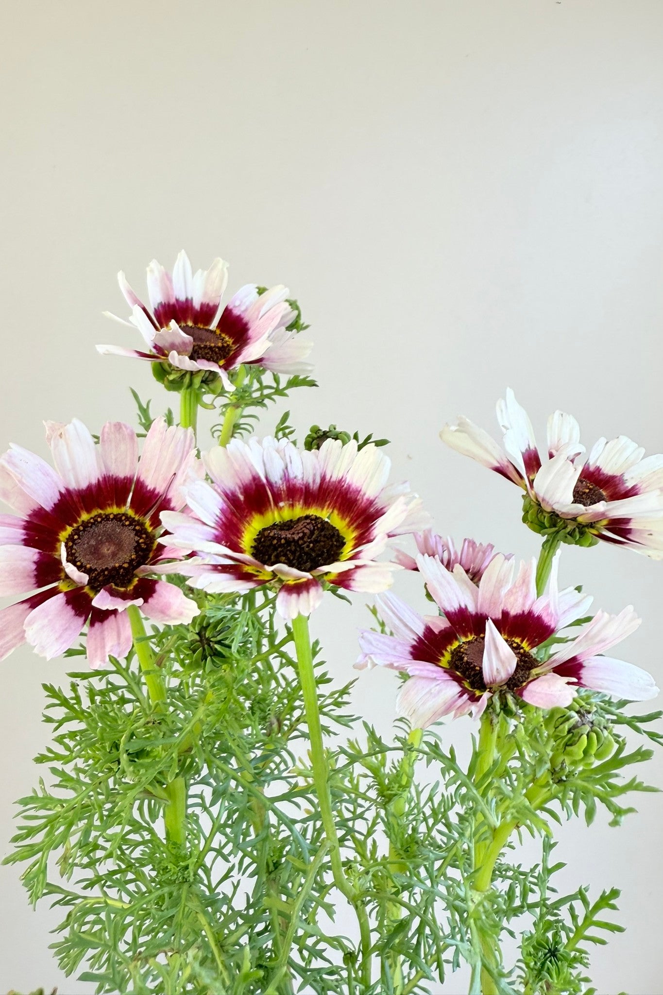 Okseøje ‘Cockade’