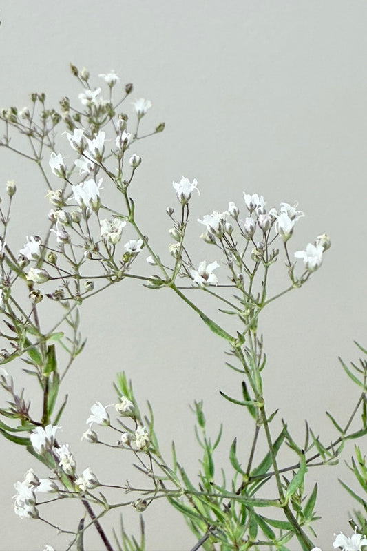 Brudeslør ‘Snowflake’