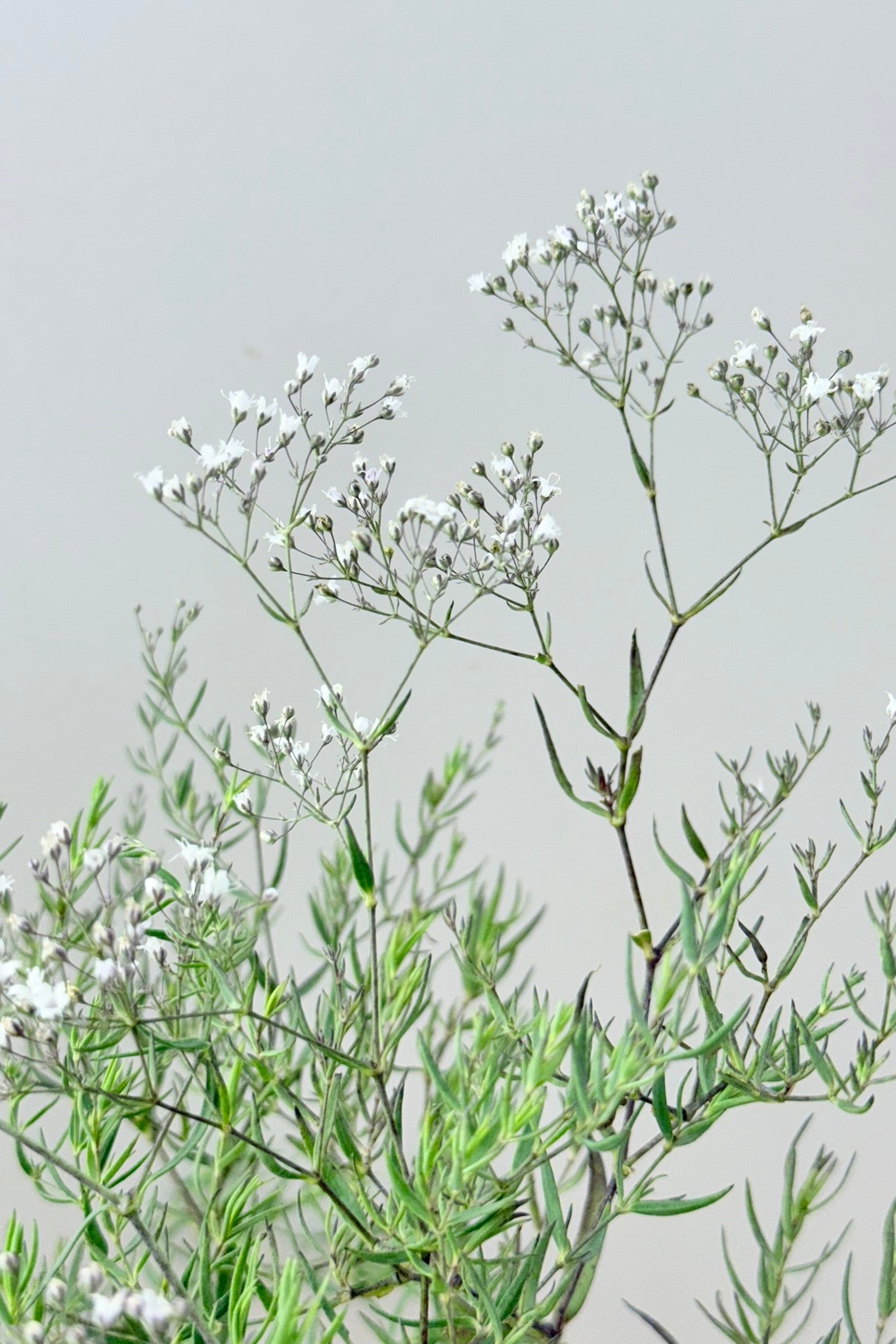 Brudeslør ‘Snowflake’