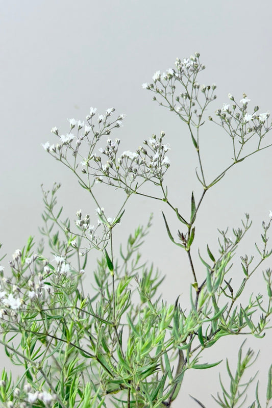 Brudeslør ‘Snowflake’