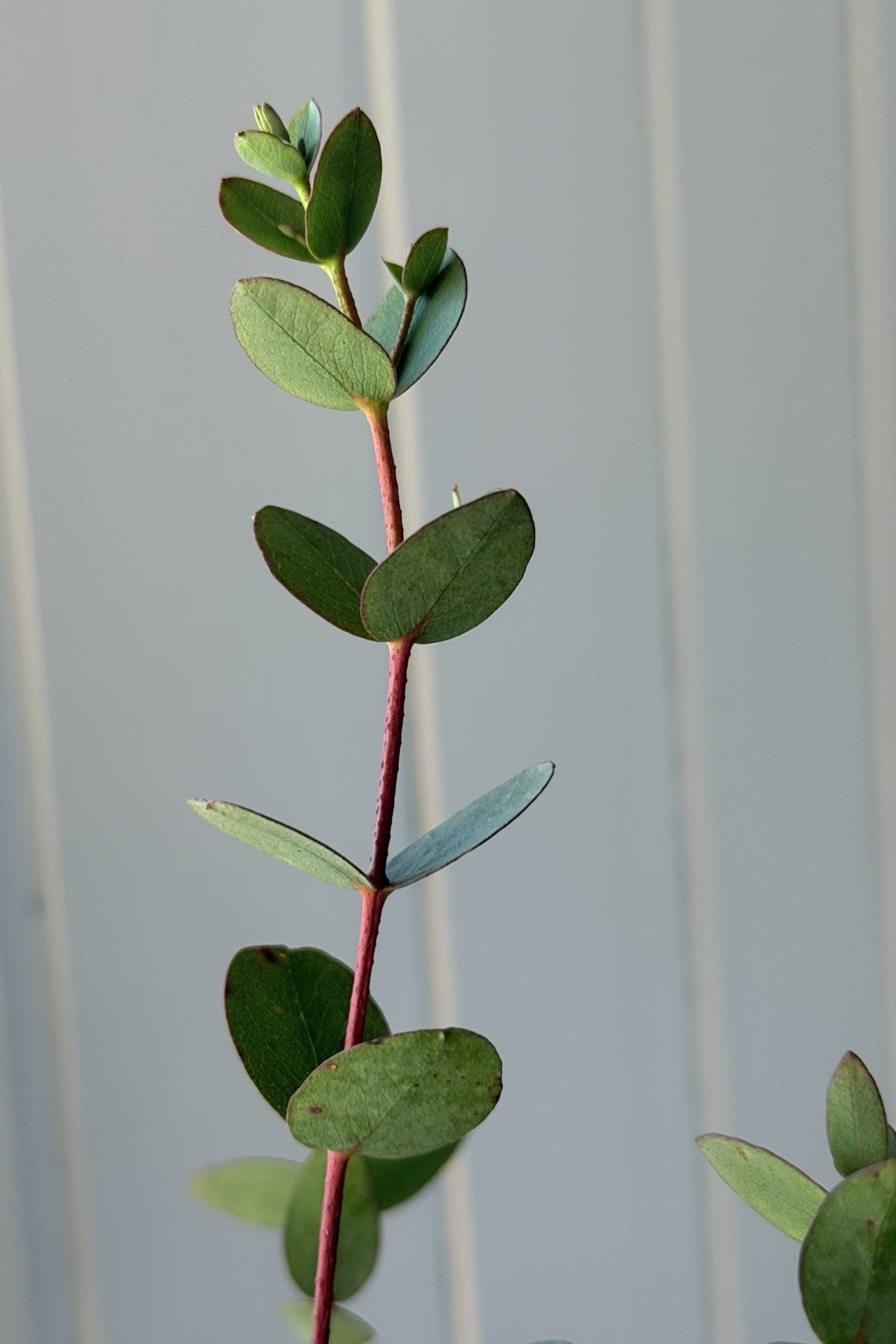 Eukalyptus 'Boxwood'