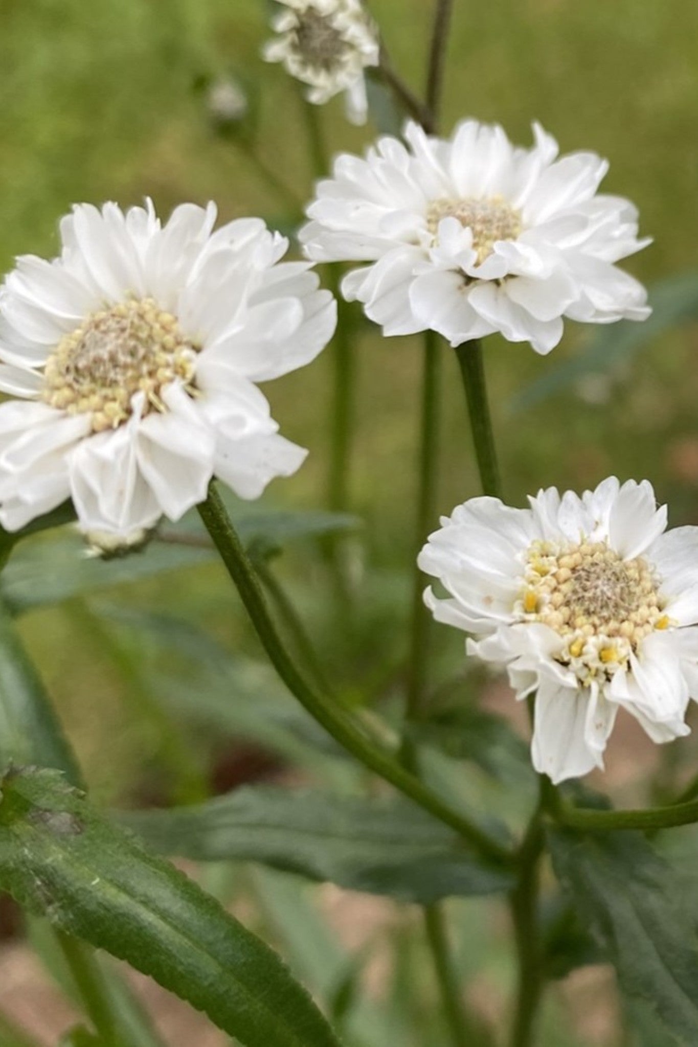 Nyserøllike ‘The Pearl’