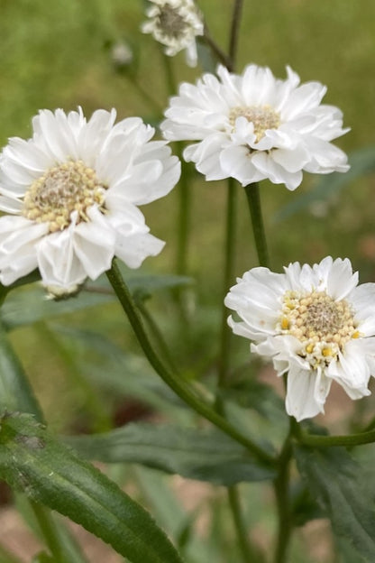 Nyserøllike ‘The Pearl’