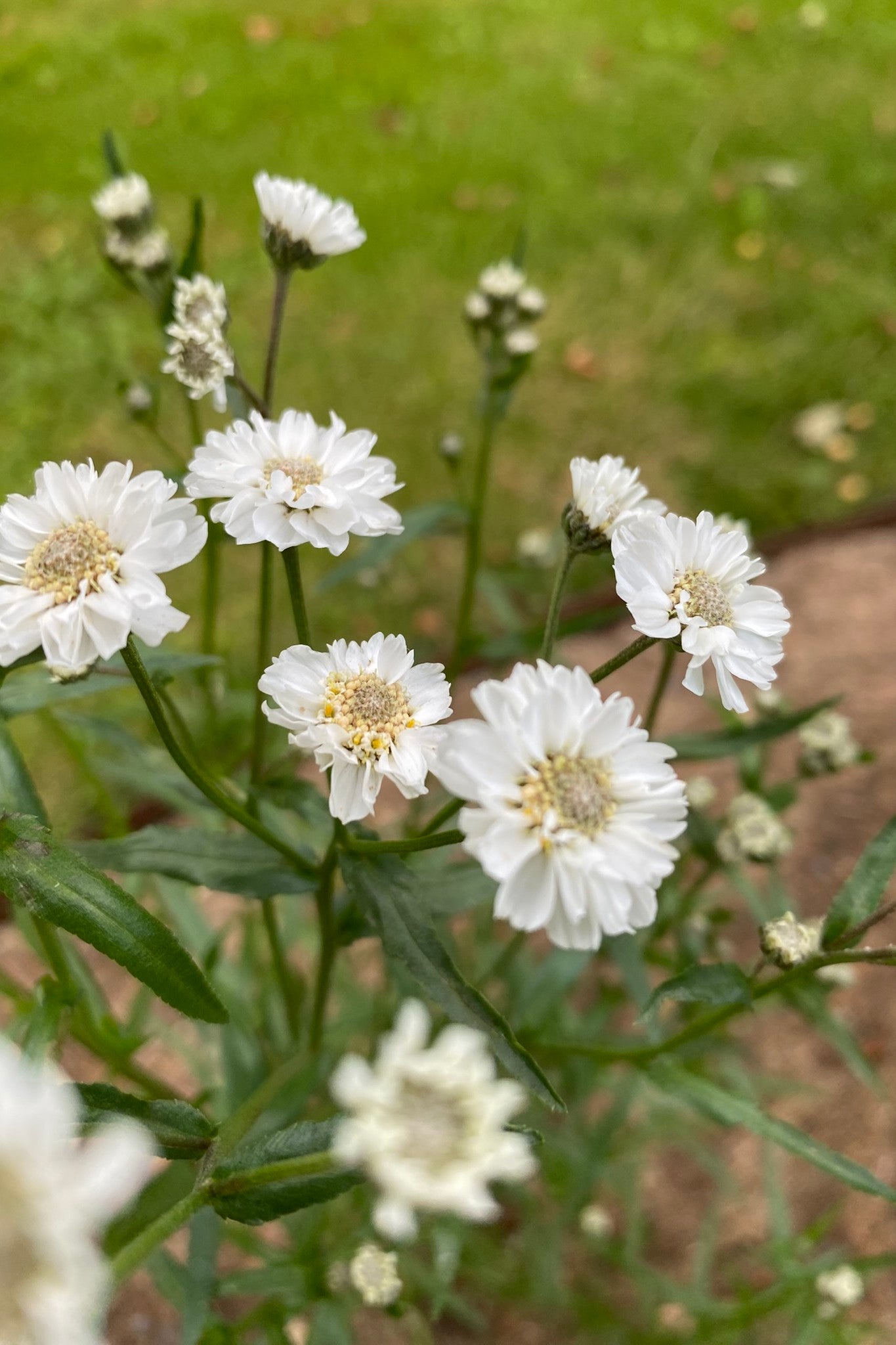 Nyserøllike ‘The Pearl’