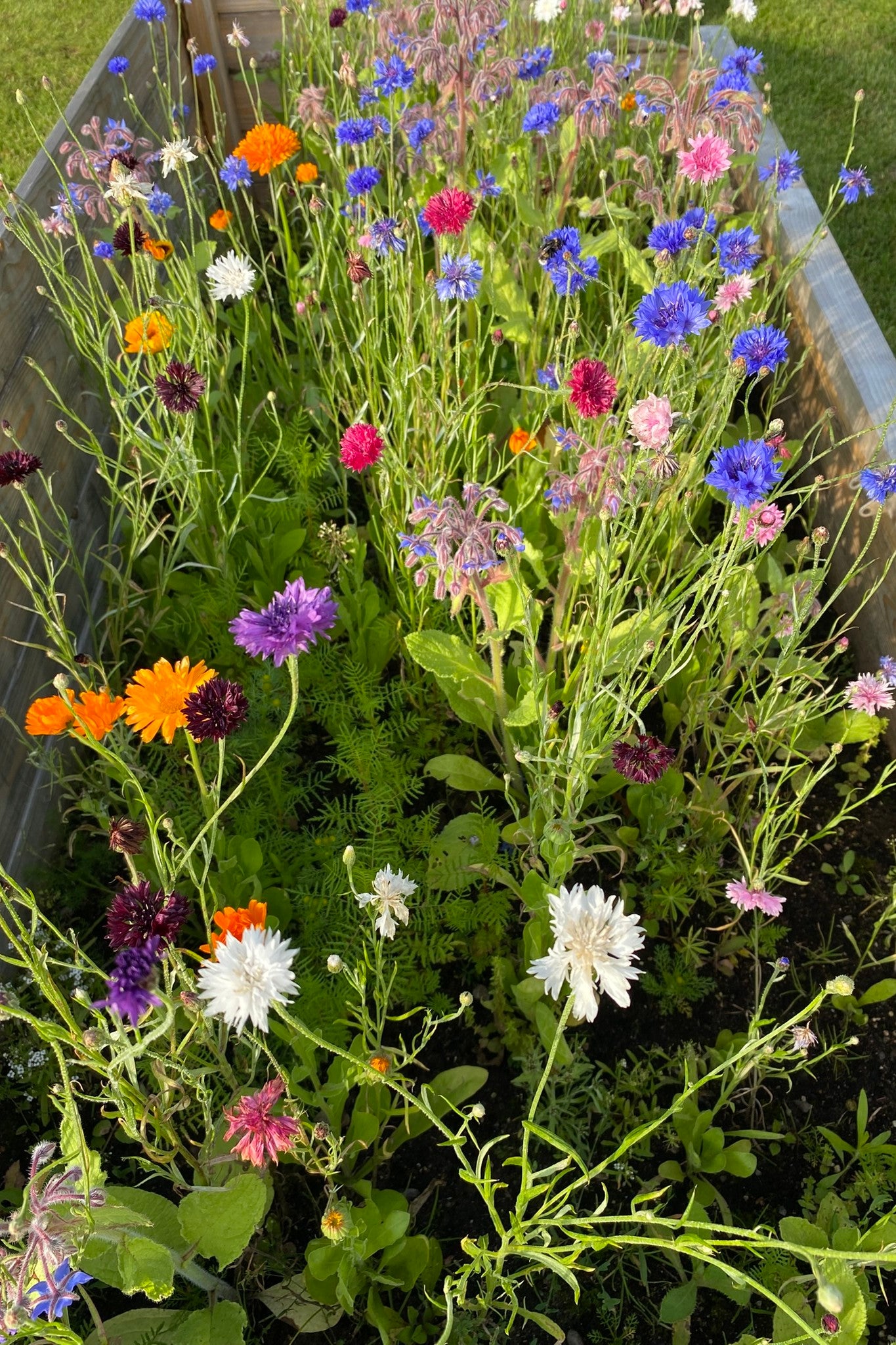 Wildflower Spiselige blomster