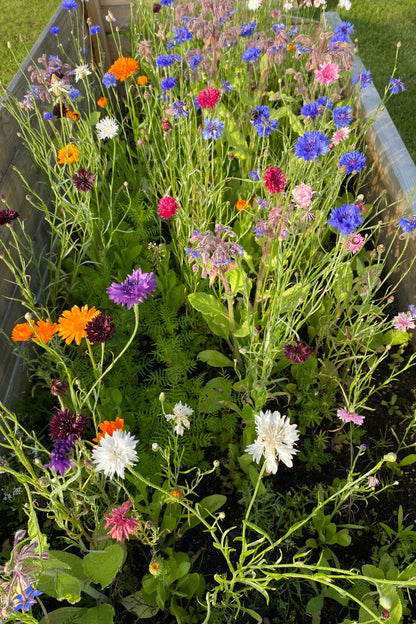 Wildflower Spiselige blomster