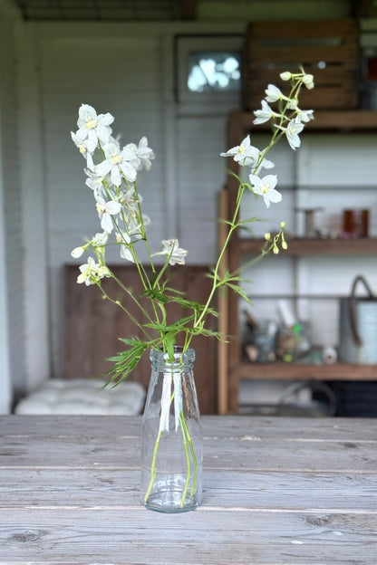 Ridderspore 'Casablanca White' - frø