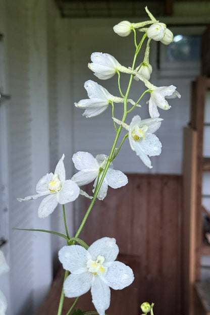 Ridderspore 'Casablanca White' - frø