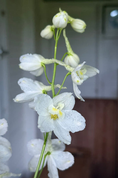 Ridderspore 'Casablanca White' - frø
