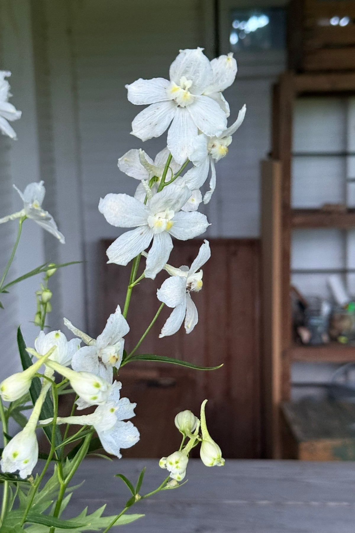 Ridderspore 'Casablanca White' - frø