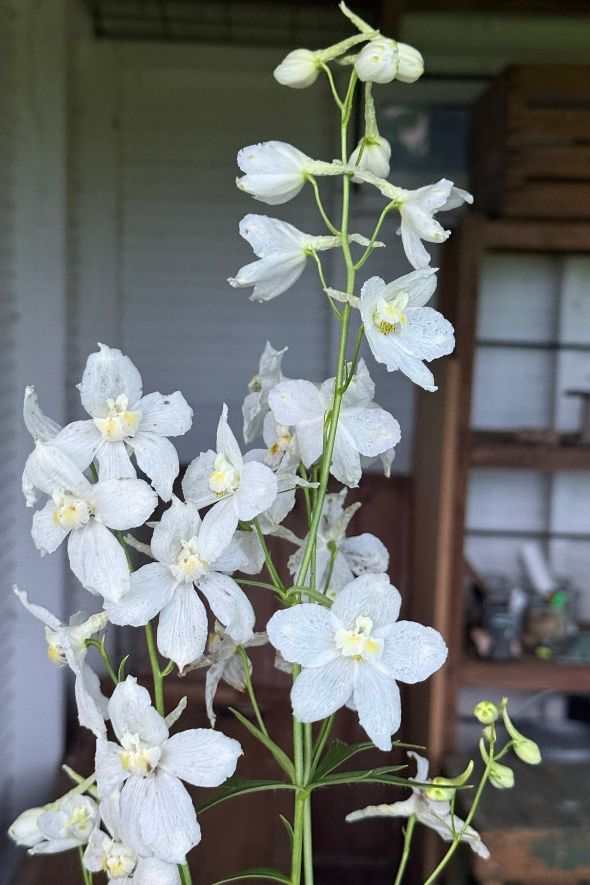 Ridderspore 'Casablanca White' - frø