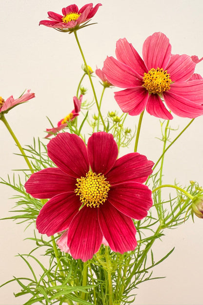 Stolt kavaler 'Antiquity'