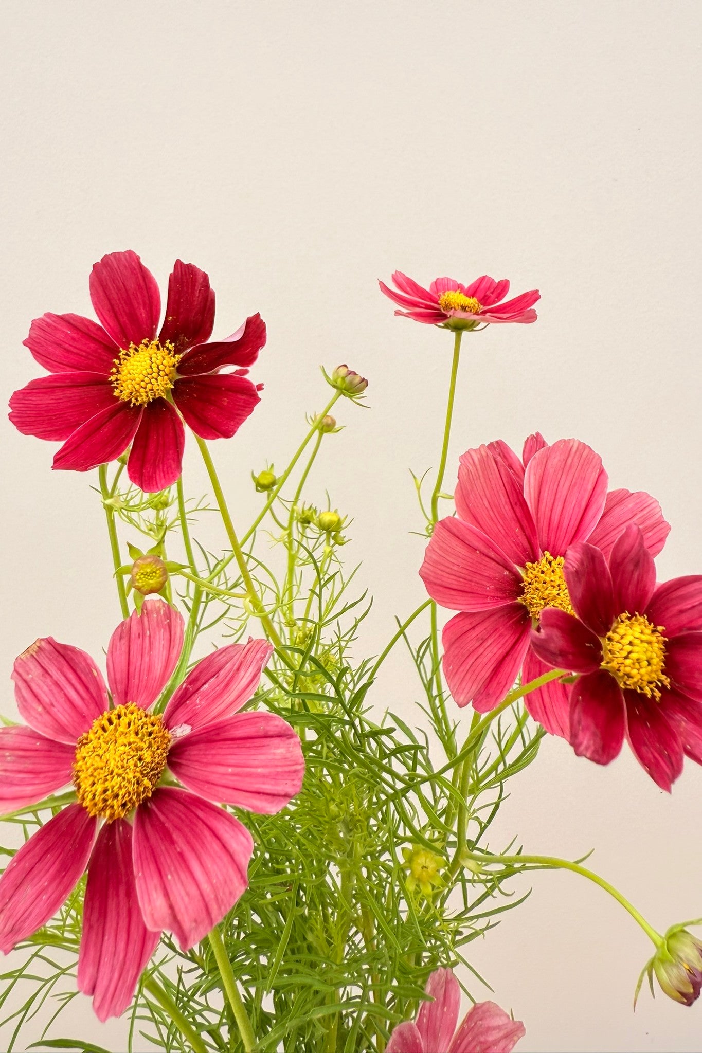 Stolt kavaler 'Antiquity'