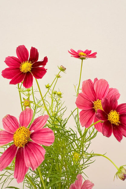 Stolt kavaler 'Antiquity'