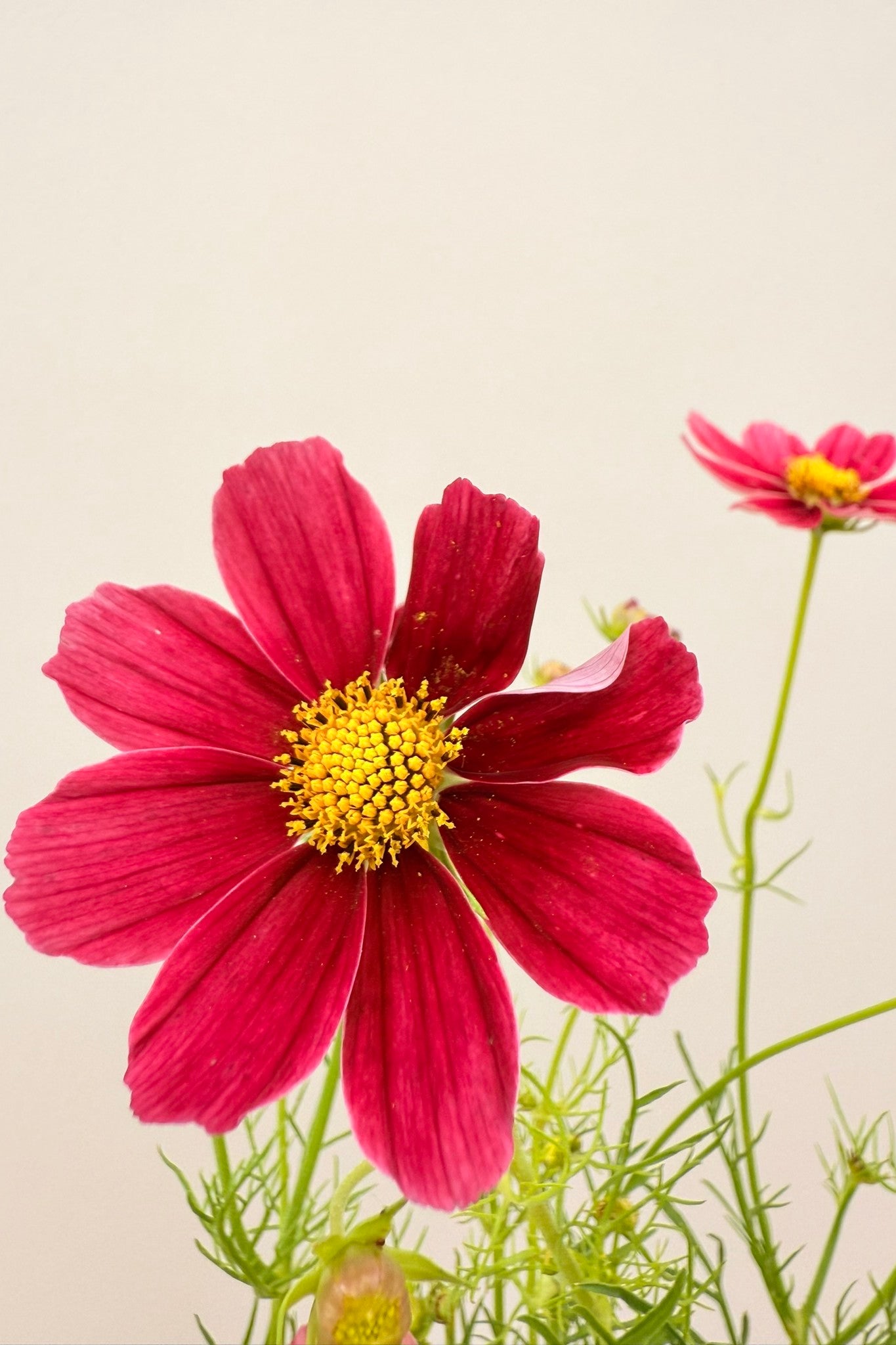 Stolt kavaler 'Antiquity'