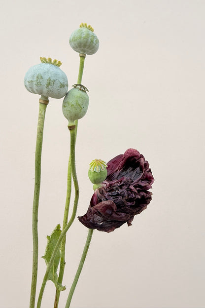 Opiomvalmue 'Black Peony'