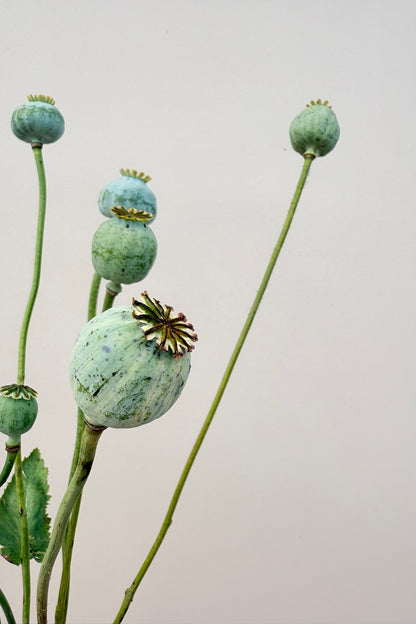 Opiomvalmue 'Black Peony'