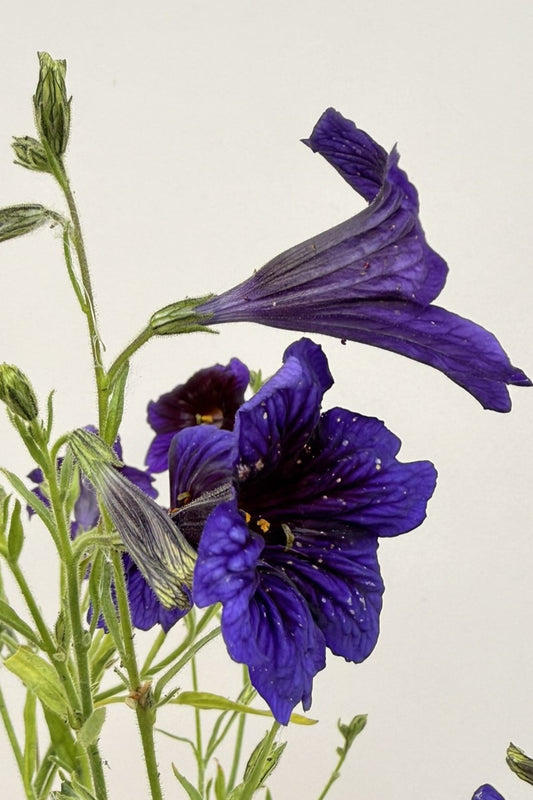Trompettunge 'Kew Blue' - frø
