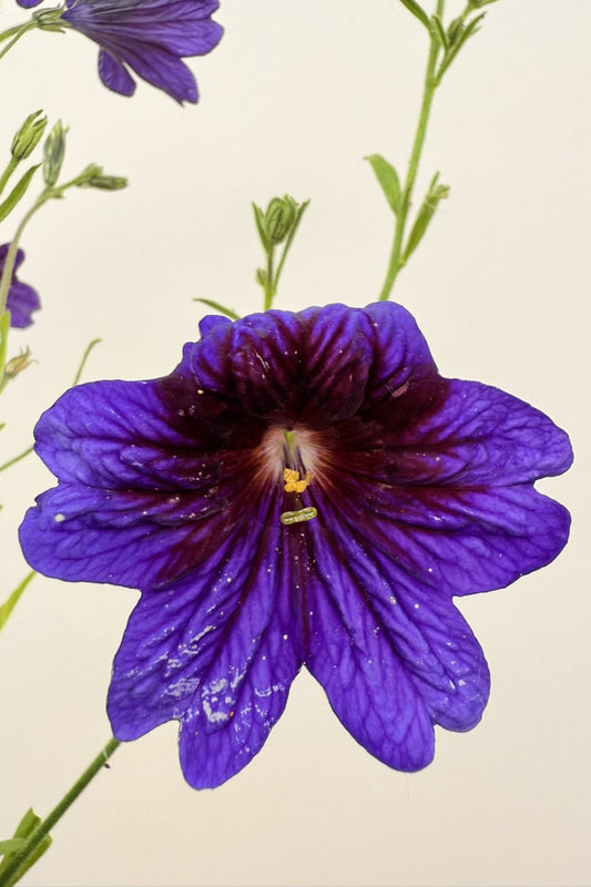Trompettunge 'Kew Blue' - frø